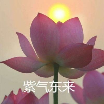 火柴人先生刺激吃鸡手游下载